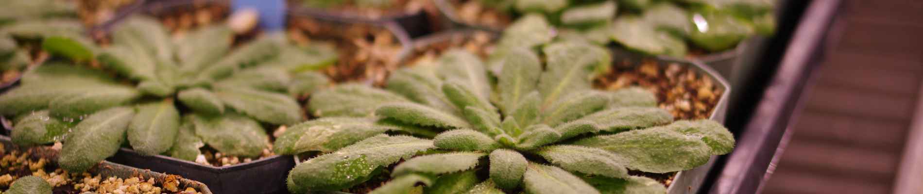 Greenhouse Arabidopsis plants